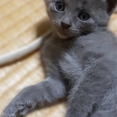 5/12保護　グレー子ねこ