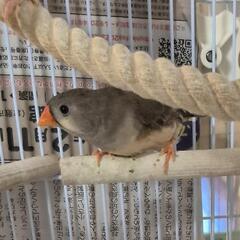 錦花鳥　メス（たぶん）