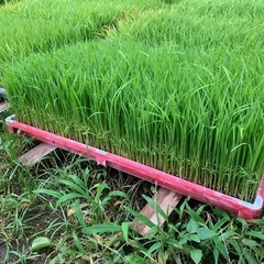 餅米　苗　売ります　1箱1000円残り3箱　鹿児島市　金峰…