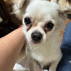ビビリだけど活発で元気なチワワちゃん