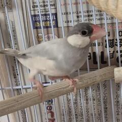 シルバー文鳥　性別不明