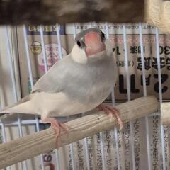 シルバー文鳥　性別不明