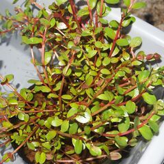 水草　ポット苗4種類　浮草2種類　メダカビオトープなどに　貝類2種類の画像