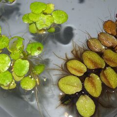水草　ポット苗4種類　浮草2種類　メダカビオトープなどに　貝類2種類の画像
