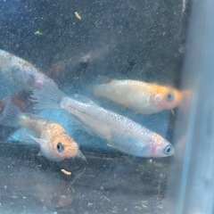 親種　ユリシスパラディーゾ　メダカ　めだかの画像
