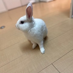 0歳10ヶ月のミニうさぎくん