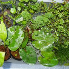 水草　ポット苗6種類　貝2種類　メダカビオトープなどに