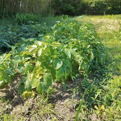 じゃがいも　男爵　2kg　無農薬の画像