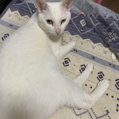 白猫綺麗です
