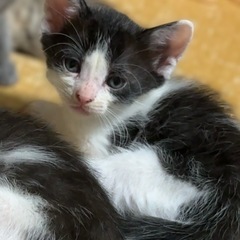 5/12保護白黒ハチワレ子ねこ