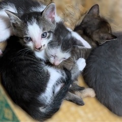 5/12保護キジ白子ねこ