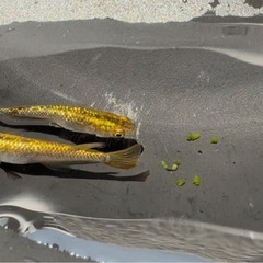 直メダカ様直系　金塊メダカ1ペア