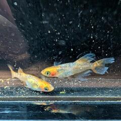 まつめだか◆6月22日（日）🎪末廣農場🎪メダカ販売の画像