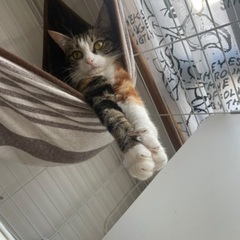 大阪市より猫ちゃん里親募集します