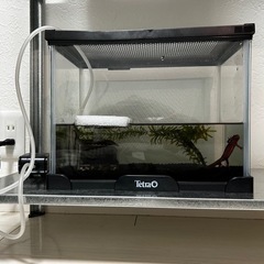 アカハライモリ【特殊個体】+飼育セット