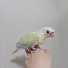 ウロコインコ ムーンチーク ベタ慣れ 家族募集中です