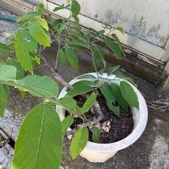 アテモヤの画像