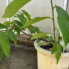 アテモヤの画像