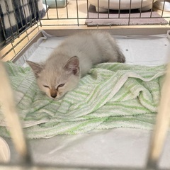 推定生後2-3ヶ月、メスの子猫です。