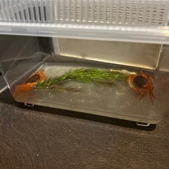 サワガニ