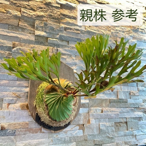 P.ridleyi wild_リドレイ コルク付け◆ビカクシダ/コウモリラン