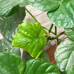 ★取引完了★　❷観葉植物 フィカス　 ウンベラータ 曲がり　プラ深鉢5.5号受け皿付きの画像