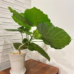 ★取引完了★　❷観葉植物 フィカス　 ウンベラータ 曲がり　プラ深鉢5.5号受け皿付きの画像