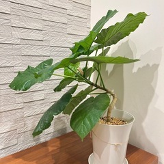 ★取引完了★　❷観葉植物 フィカス　 ウンベラータ 曲がり　プラ深鉢5.5号受け皿付きの画像