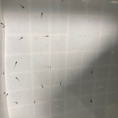改良メダカ  針子  30匹  ✨クラウドグレーダイヤ✨