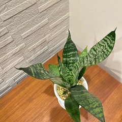 ★取引完了★ ❸観葉植物 サンスベリア ゼラニカ プラ深鉢4.5号　受け皿付きの画像