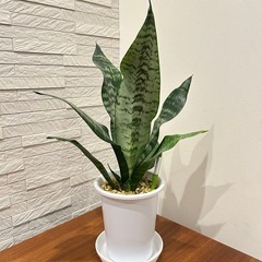 ★取引完了★ ❸観葉植物 サンスベリア ゼラニカ プラ深鉢4.5号　受け皿付きの画像