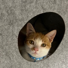 まんまるお目目の茶白くん