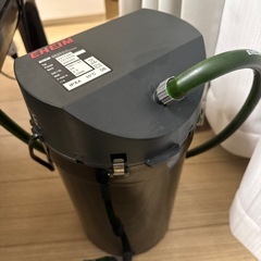 コリドラスジュリー1匹