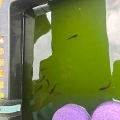 サタン成魚3匹の画像