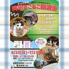 🩶6月22日(日)🩶岡田ほご猫譲渡会🩶13時から16時 - 里親募集