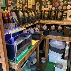【五桜メダカ】 6月16日　横須賀めだか無人販売