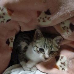 たぶん1カ月くらいの子猫