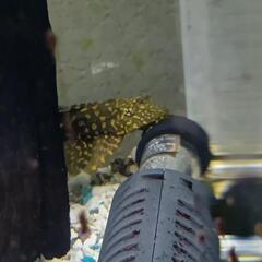 オレンジスポットセルフィンプレコ