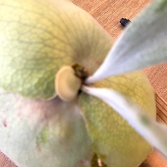 【観葉植物】 ビカクシダ ウィリンキーcv.バリ  シンブロンドPlatycerium willinckii cv.Bali (細葉) の画像