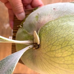 【観葉植物】 ビカクシダ ウィリンキーcv.バリ  シンブロンドPlatycerium willinckii cv.Bali (細葉) の画像