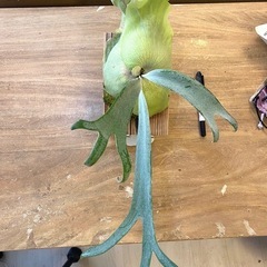 【観葉植物】 ビカクシダ ウィリンキーcv.バリ  シンブロンドPlatycerium willinckii cv.Bali (細葉) の画像
