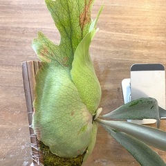 【観葉植物】 ビカクシダ ウィリンキーcv.バリ  シンブロンドPlatycerium willinckii cv.Bali (細葉) の画像