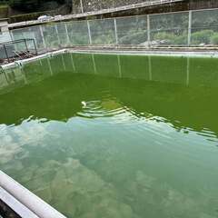 プールの鯉の移転先を探しています（以下、引用）