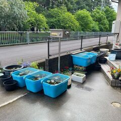 お話し中です。①メダカ針子（ミユキフルボディ）５0匹＋ゾウリムシ...