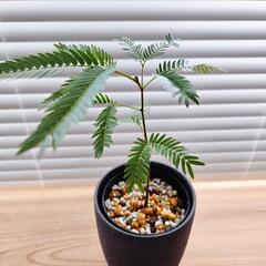 ◼️エバーフレッシュ◼️３号鉢　観葉植物