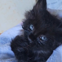 急募【子猫】ブルーの瞳　黒っぽい焦茶