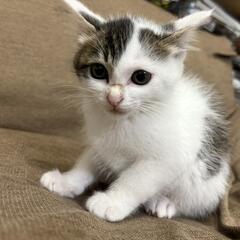 仔猫・子猫6/10