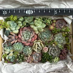 多肉植物 韓国苗 チビ苗 モリモリ詰合せ 寄せ植えセットの画像