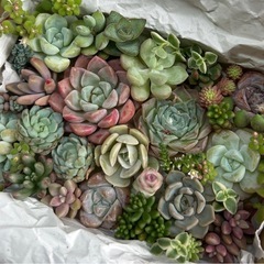 多肉植物 韓国苗 チビ苗 モリモリ詰合せ 寄せ植えセットの画像