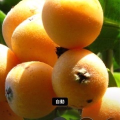 びわの実